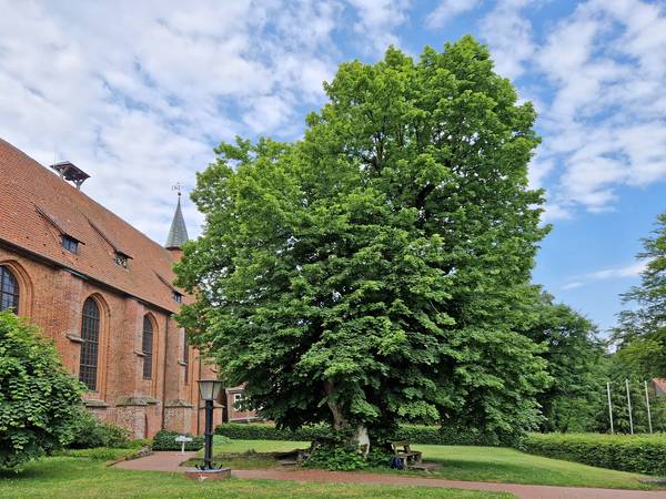 Nationalerbe-Baum